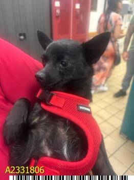 Mixed Breed Dogs Available for Adoption in West Palm Beach, Florida - SOPHIE | PetCurious