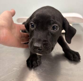 Golden Retriever and American Bulldog Dogs Available for Adoption - Dexter | PetCurious