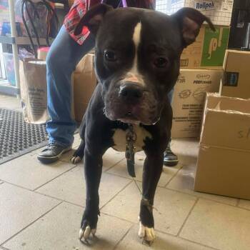 Rescue Mixed Breed Dogs for Adoption in Huntington, West Virginia - Smokin Joe Stray Hold 11/25 | PetCurious