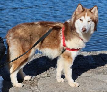 Rescue Husky and Siberian Husky Dogs for Adoption in Harrison, New York - Keaton | PetCurious