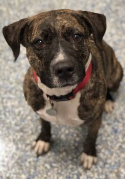 Rescue Mixed Breed Dogs for Adoption in Angola, Indiana - Lucky | PetCurious