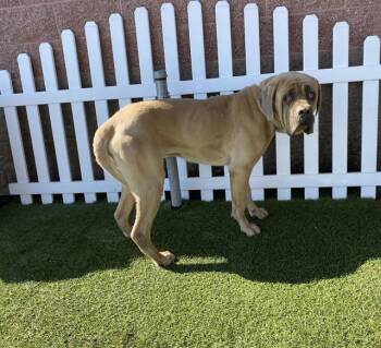 Cane Corso Dogs Available for Adoption in Modesto, California - RAJA | PetCurious