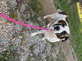 Rescue Saint Bernard Dogs for Adoption in Asher, Oklahoma - Molly | PetCurious