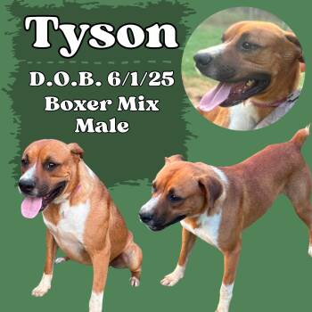 Tyson -  Boxer Dog for Adoption in Caldwell, Texas - Tyson | PetCurious