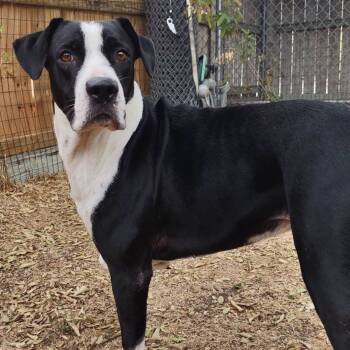 Rescue Great Dane and Pit Bull Terrier Dogs for Adoption in Kempner, Texas - Molly | PetCurious