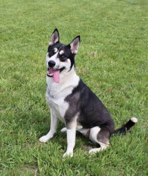 Hattie -  Akita and Mixed Breed Dog for Adoption in Hastings, Nebraska - Hattie | PetCurious