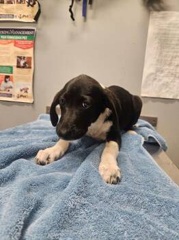 Jam -  Hound Dog for Adoption in Bloomington, Indiana - Jam | PetCurious
