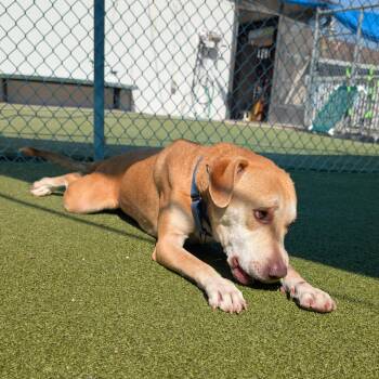 Teriyaki Q -  Labrador Retriever Dog for Adoption in Lakeland, Florida - Teriyaki Q | PetCurious