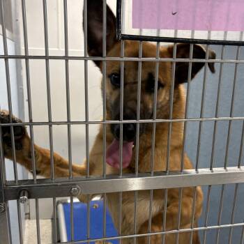 Chance -  German Shepherd Dog and Mixed Breed Dog for Adoption in Tampa, Florida - Chance | PetCurious