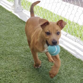 Terrier Dogs Available for Adoption in Miami, Florida - Puppy Rodrigo | PetCurious