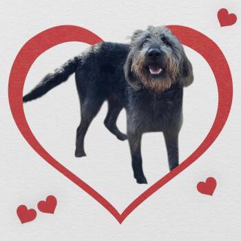 Labradoodle Dogs Available for Adoption - Chunges - COMING SOON! | PetCurious