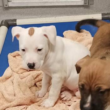 Terrier Dogs Available for Adoption - Bond | PetCurious