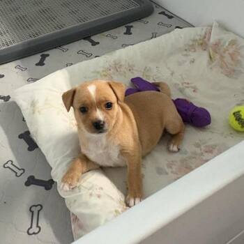 Mixed Breed Dogs Available for Adoption in Wappingers Falls, New York - Gidget/Winnie | PetCurious