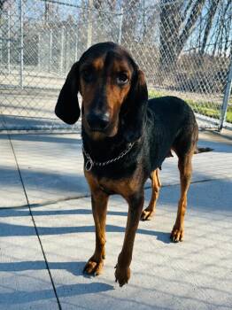 Coonhound Dogs Available for Adoption in Muskegon, Michigan - Zara | PetCurious