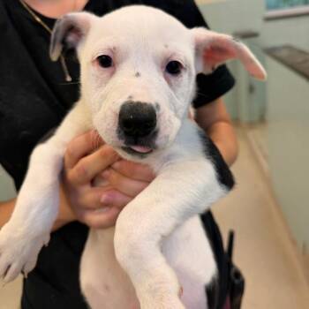 Mixed Breed Dogs Available for Adoption in Columbus, Georgia - Riot | PetCurious