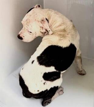 Pit Bull Terrier and Mixed Breed Dogs Available for Adoption - A652451 | PetCurious
