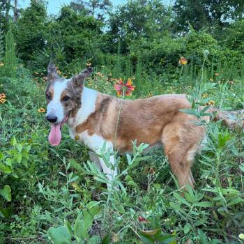 Vanna -  German Shepherd Dog Dog for Adoption in Mooresville, North Carolina - Vanna | PetCurious
