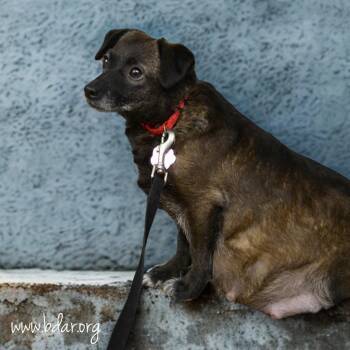 Pico -  Chihuahua and Mixed Breed Dog for Adoption in Cheyenne, Wyoming - Pico | PetCurious