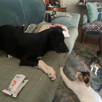 Rescue Black Labrador Retriever Dogs for Adoption in Brampton, Ontario - Bondok | PetCurious