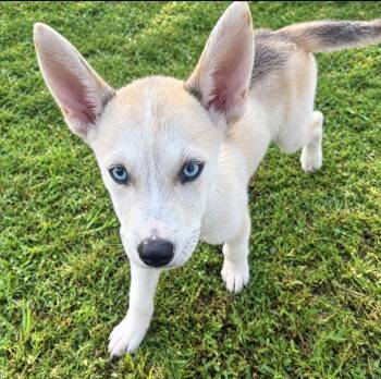 Dolly -  Husky Dog for Adoption in Warrior, Alabama - Dolly | PetCurious