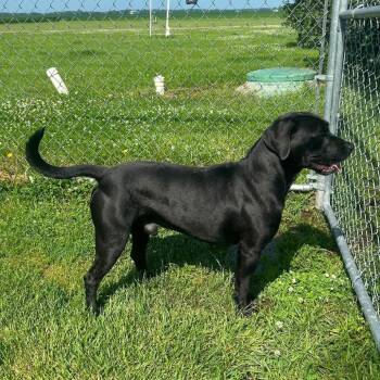 Roo -  Black Labrador Retriever and Mixed Breed Dog for Adoption in Pontiac, Illinois - Roo | PetCurious