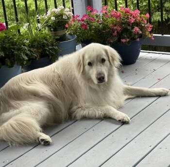 Rhiannon -  Great Pyrenees Dog for Adoption in Kiowa, Oklahoma - Rhiannon | PetCurious