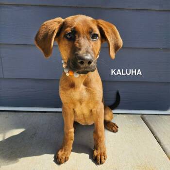 Redbone Coonhound Dogs Available for Adoption - Kaluha | PetCurious