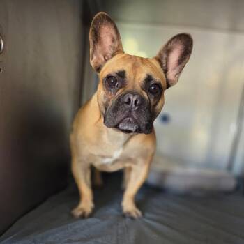 Daisy -  French Bulldog Dog Available for Adoption in San Pablo, California - Daisy | PetCurious