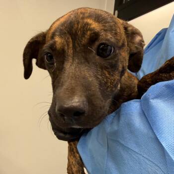 Thistle -  Black Mouth Cur and Mixed Breed Dog for Adoption in Abilene, Texas - Thistle | PetCurious