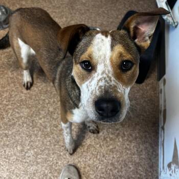 Danny -  Cattle Dog and Coonhound Dog for Adoption in Harrisville, West Virginia - Danny | PetCurious