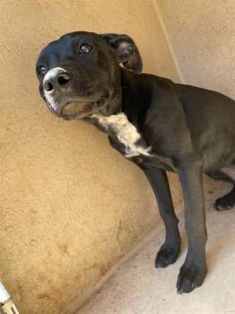 Australian Cattle Dog Blue Heeler and Mixed Breed Dogs Available for Adoption in Oklahoma City, Oklahoma - A472410 | PetCurious