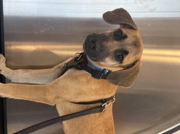 Labrador Retriever Dogs Available for Adoption in Westport, Connecticut - Indy | PetCurious