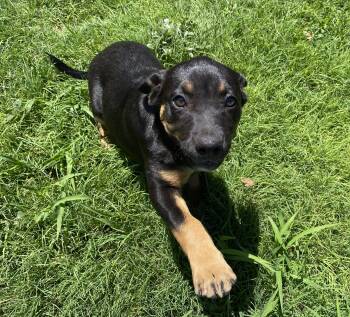 Rescue Shepherd Dogs for Adoption in Canutillo, Texas - Dalton, Dallas, Dana And Denver #2 | PetCurious