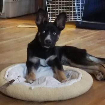 Mixed Breed Dogs Available for Adoption - Peppermint | PetCurious