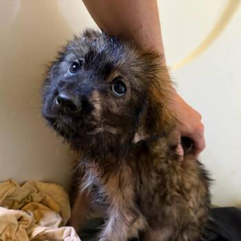 Mixed Breed Dogs Available for Adoption in Parrish, Alabama - Rowena | PetCurious