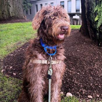 Hazel -  Labrador Retriever and Poodle Dog for Adoption in Woodinville, Washington - Hazel | PetCurious