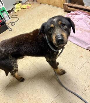 Australian Cattle Dog Blue Heeler and Mixed Breed Dogs Available for Adoption in Chillicothe, Ohio - Long Haul Trucker | PetCurious