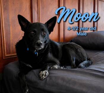 Moon -  Border Collie and Mixed Breed Dog for Adoption in Thornton, Colorado - Moon | PetCurious