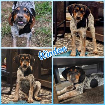 Rescue Black And Tan Coonhound Dogs for Adoption in Blacksburg, South Carolina - Scout | PetCurious