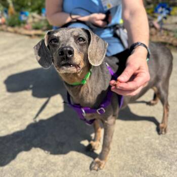 Mixed Breed Dogs Available for Adoption in Hendersonville, North Carolina - Luna | PetCurious