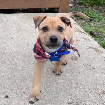 Mixed Breed Dogs Available for Adoption in Madison, Wisconsin - Dash | PetCurious