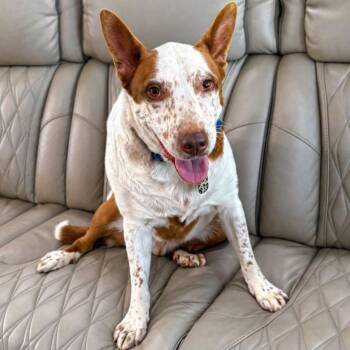 Pit Bull Terrier Dogs Available for Adoption in Philadelphia, Pennsylvania - Pickles | PetCurious