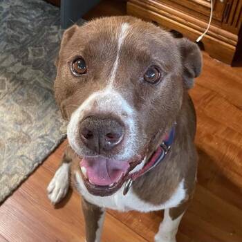 Scout -  Pit Bull Terrier and Mixed Breed Dog for Adoption in Falls Church, Virginia - Scout | PetCurious