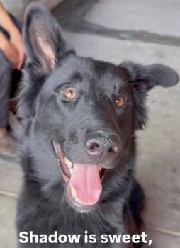 Shadow -  German Shepherd Dog Dog for Adoption in Brookfield, Connecticut - Shadow | PetCurious