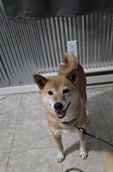Cindy Ferndale -  Shiba Inu Dog for Adoption in Waunakee, Wisconsin - Cindy Ferndale | PetCurious