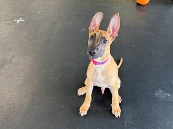 Chance -  Belgian Shepherd Malinois and Great Dane Dog for Adoption in Indianapolis, Indiana - Chance | PetCurious