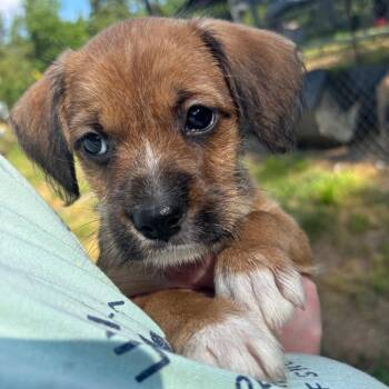 Chippy D69702 -  Australian Shepherd and Terrier Dog for Adoption in Minnetonka, Minnesota - Chippy D69702 | PetCurious