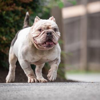Buddha -  Bulldog Dog for Adoption in Chester Springs, Pennsylvania - Buddha | PetCurious