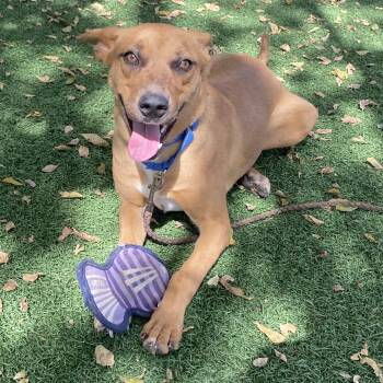 Rescue Basenji and Mixed Breed Dogs for Adoption in Spokane, Washington - Bear | PetCurious