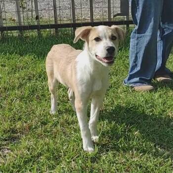 Labrador Retriever and Australian Shepherd Dogs Available for Adoption in Seguin, Texas -  Spidey | PetCurious